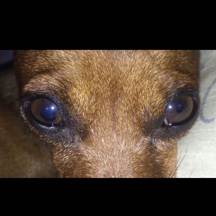 Hund Pupillen unterschiedlich groß. Normal? (Augen, krank, sehen)