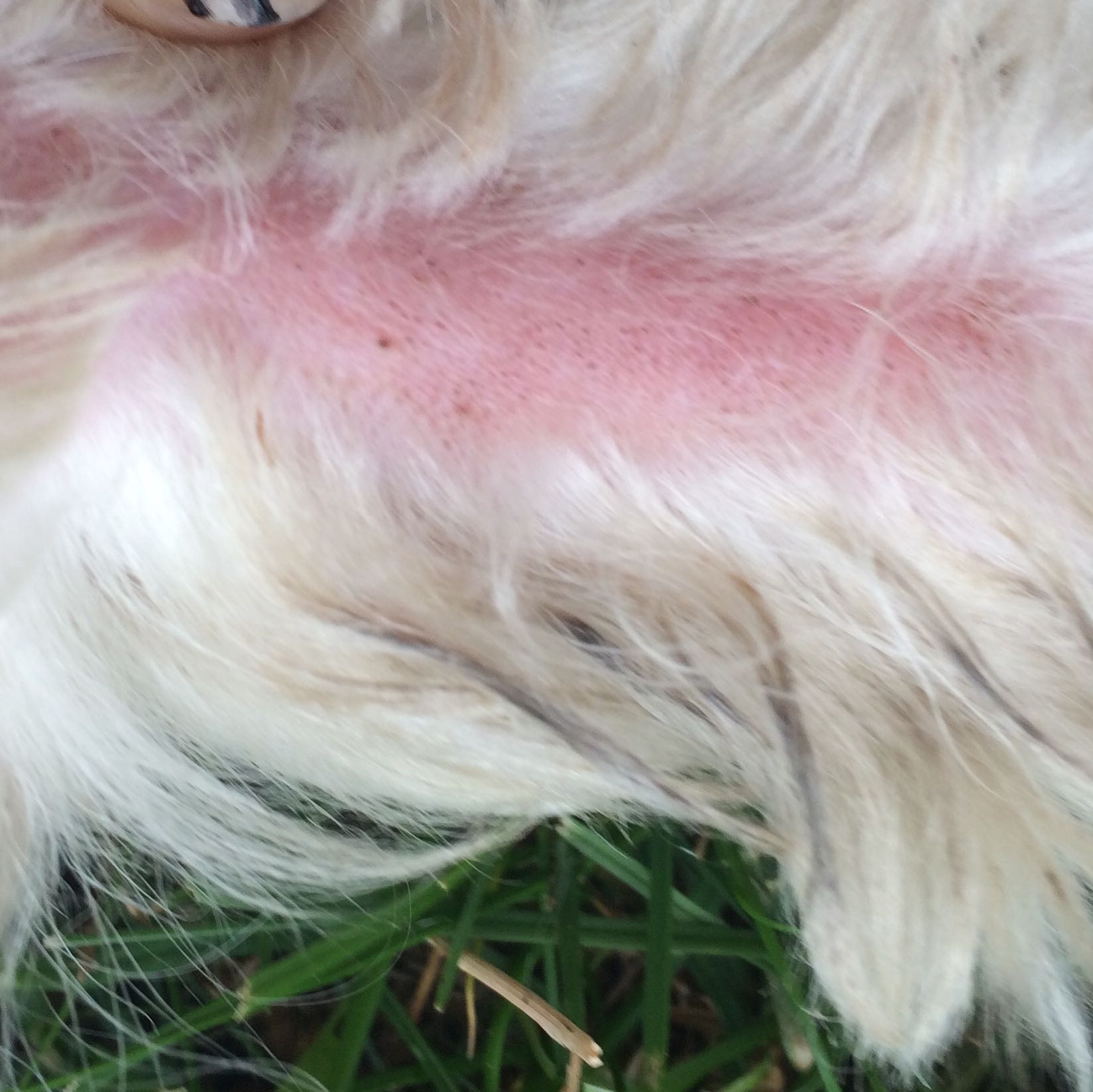 hund reisst sich fell aus hautkrankheit gerotet