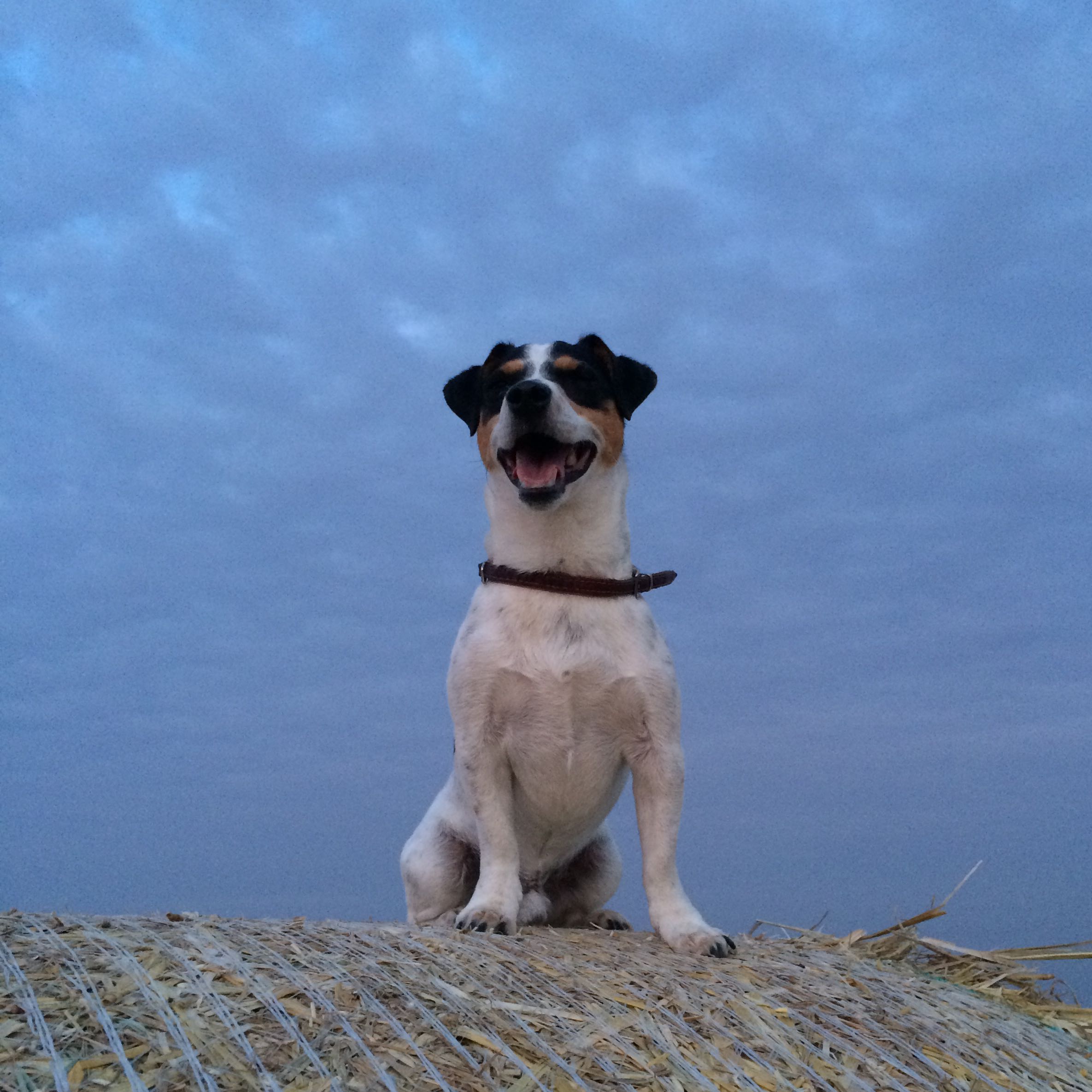 Hund Ruhe beibringen? Quietschen abgewöhnen? (Tiere, Urlaub, Haustiere)