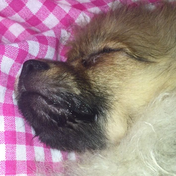 Hund sabbert plötzlich sehr viel, wieso? (Tiere, Welpen)