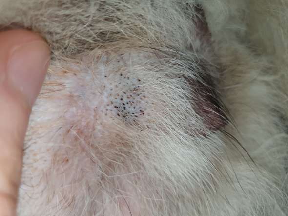 Hund scheint es nicht zu stören. Was könnte das sein? (Gesundheit und