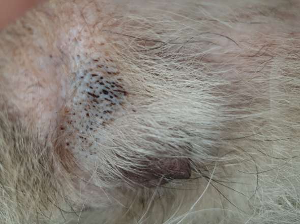 Hund scheint es nicht zu stören. Was könnte das sein? (Gesundheit und