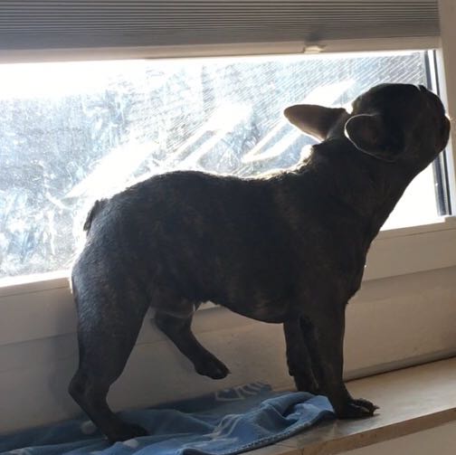 Hund schläft nicht mehr gut und wibbelt mit Bein was ist das? (Psyche