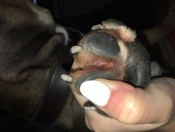 Hund schleckt immer an die Pfoten(Allergie)Hausmittel statt Mediakmente