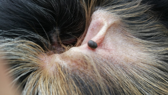 Hund schüttelt sich andauernd, Zecken ähnliches �Ding� im Ohr? (Tiere)