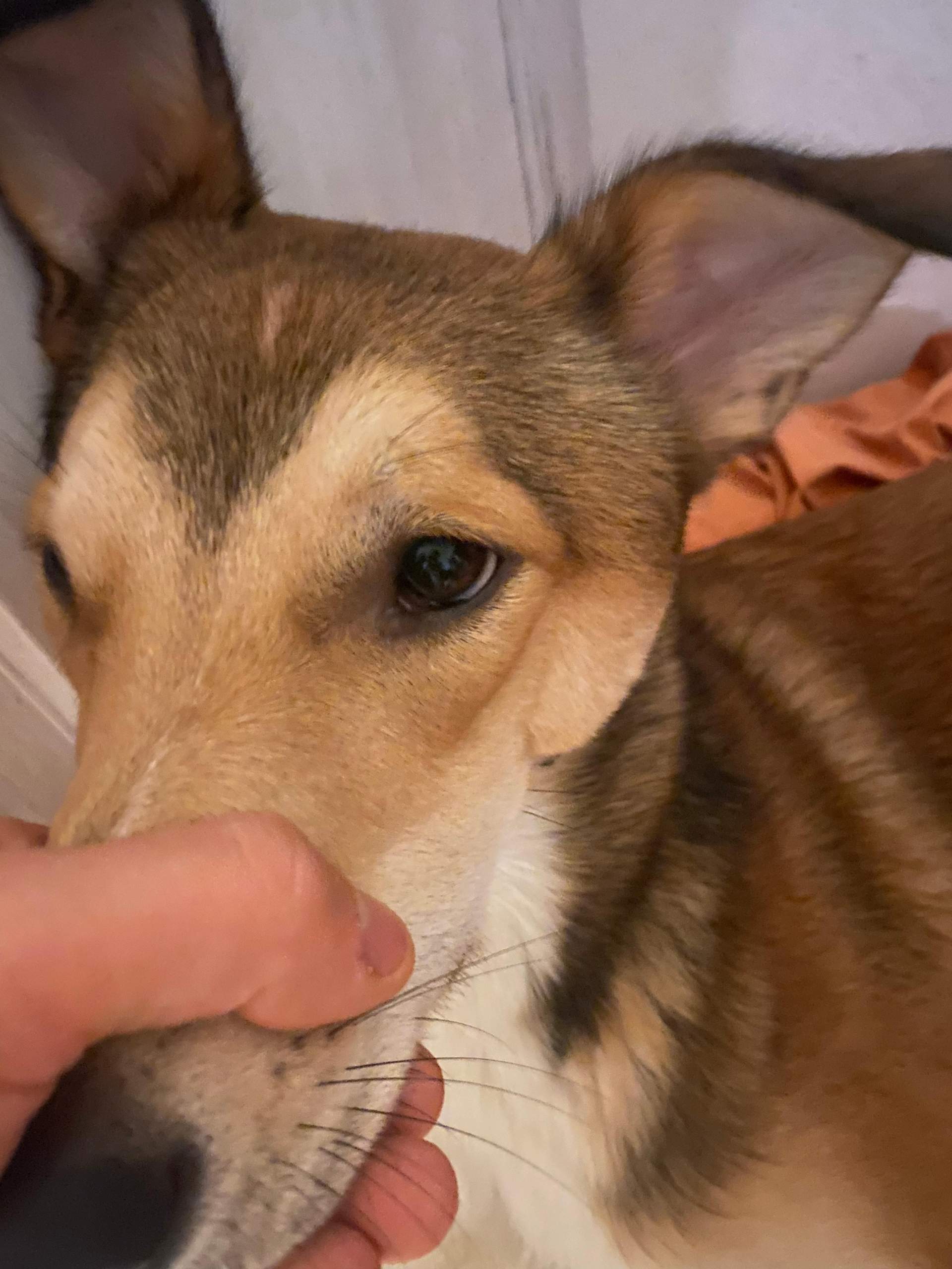 Plötzliche Schwellung Im Gesicht Hund