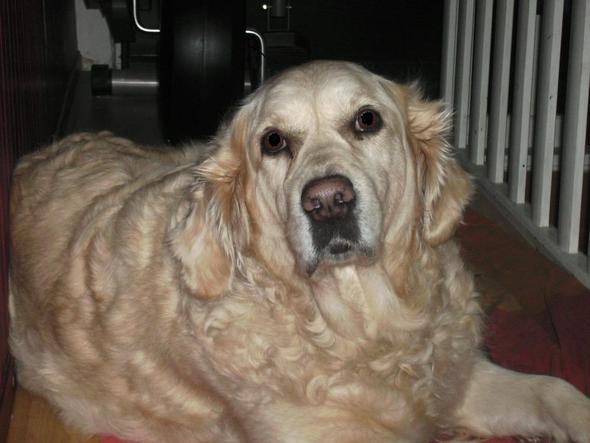 Mein Hund Ist Krank Was Kann Ich Tun / Mein Hund würgt immer wieder