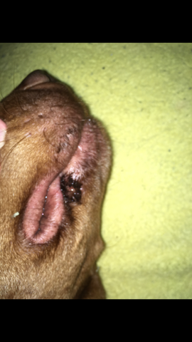 hund standig dreck an den lefzen