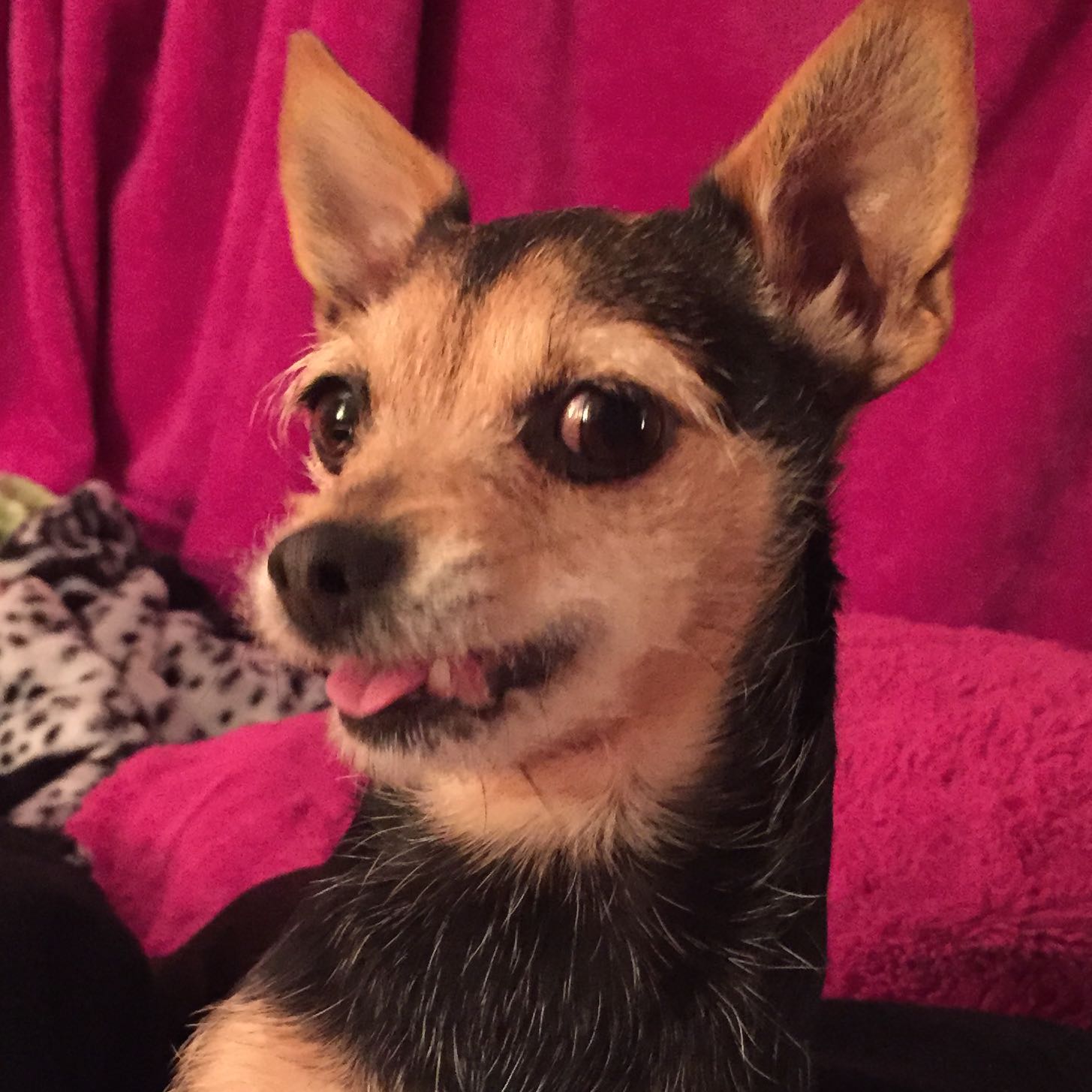 Warum streckt der Hund bei Spielpausen die Zunge raus? (spielen)