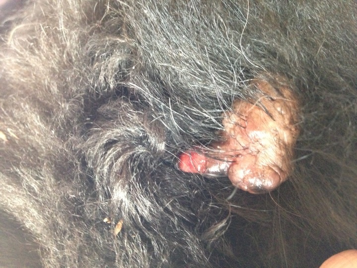 Hund Tumor/Fettknubbel (Gesundheit, Tiere, Biologie)