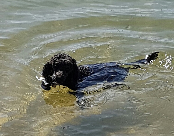 Heute am See - (Hund, schwimmen)