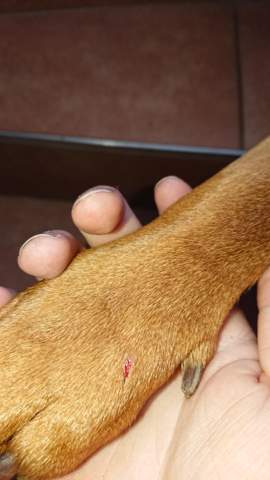 Hund unabsichtlich auf die Pfote gestiegen? (Gesundheit und Medizin