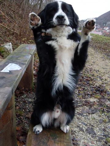 Wie wird er reagieren? - (Tiere, Hund, Ratten)