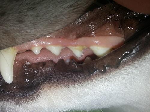 Zähne - (Hund, Haustiere, Zahnstein)