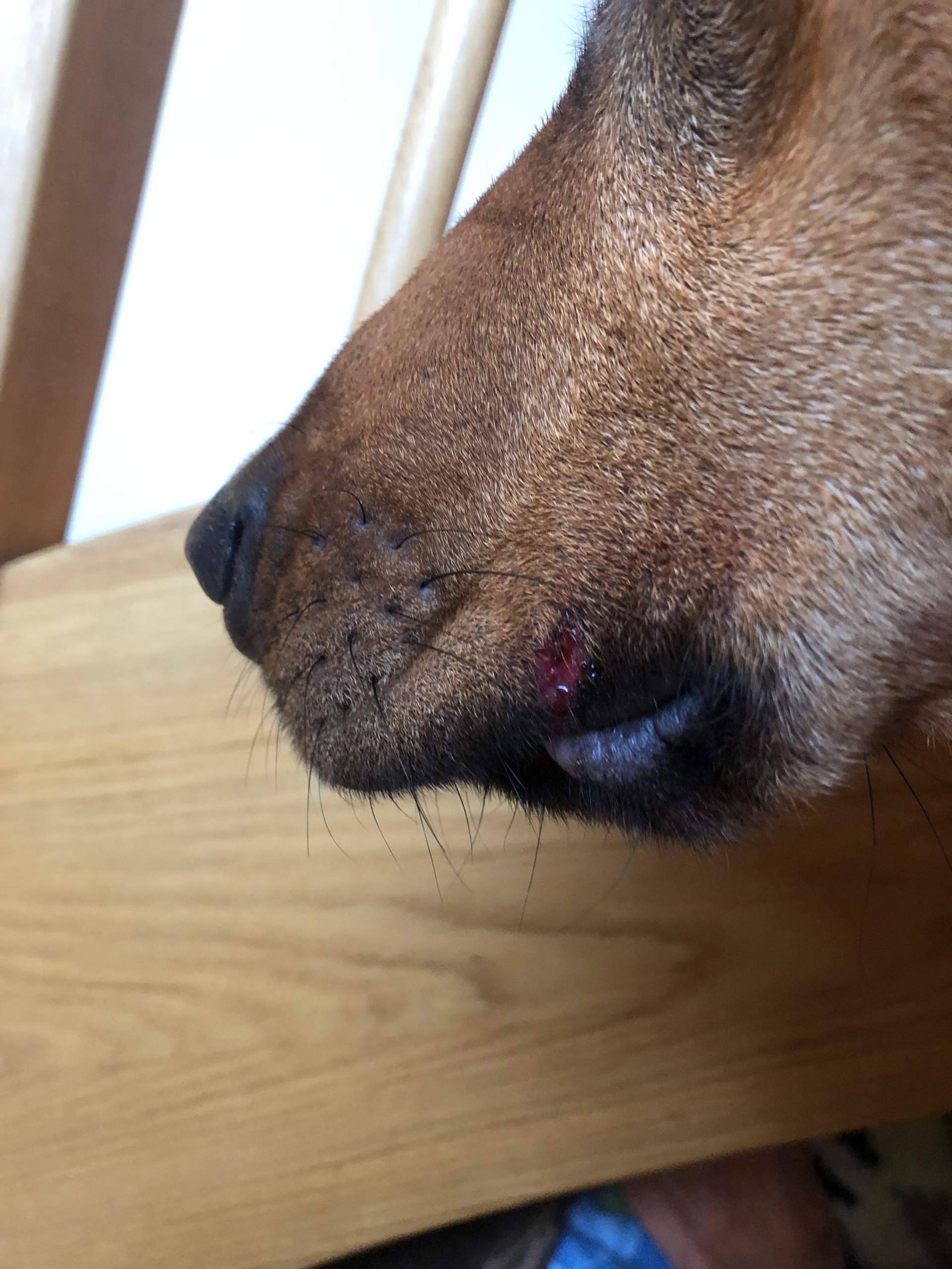 Hund Verletzung an Schnauze? (Tiere, Haustiere, Tierarzt)