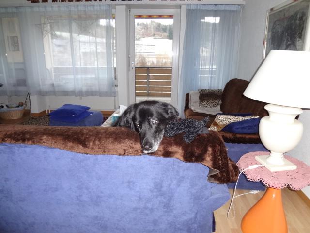 Hund verliert ab und zu Urin in der Wohnung (Tiere)