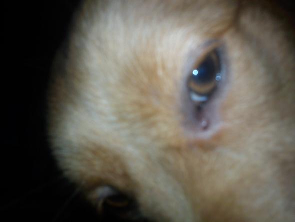 Hund verliert Haare um die Augen! (Fellverlust)