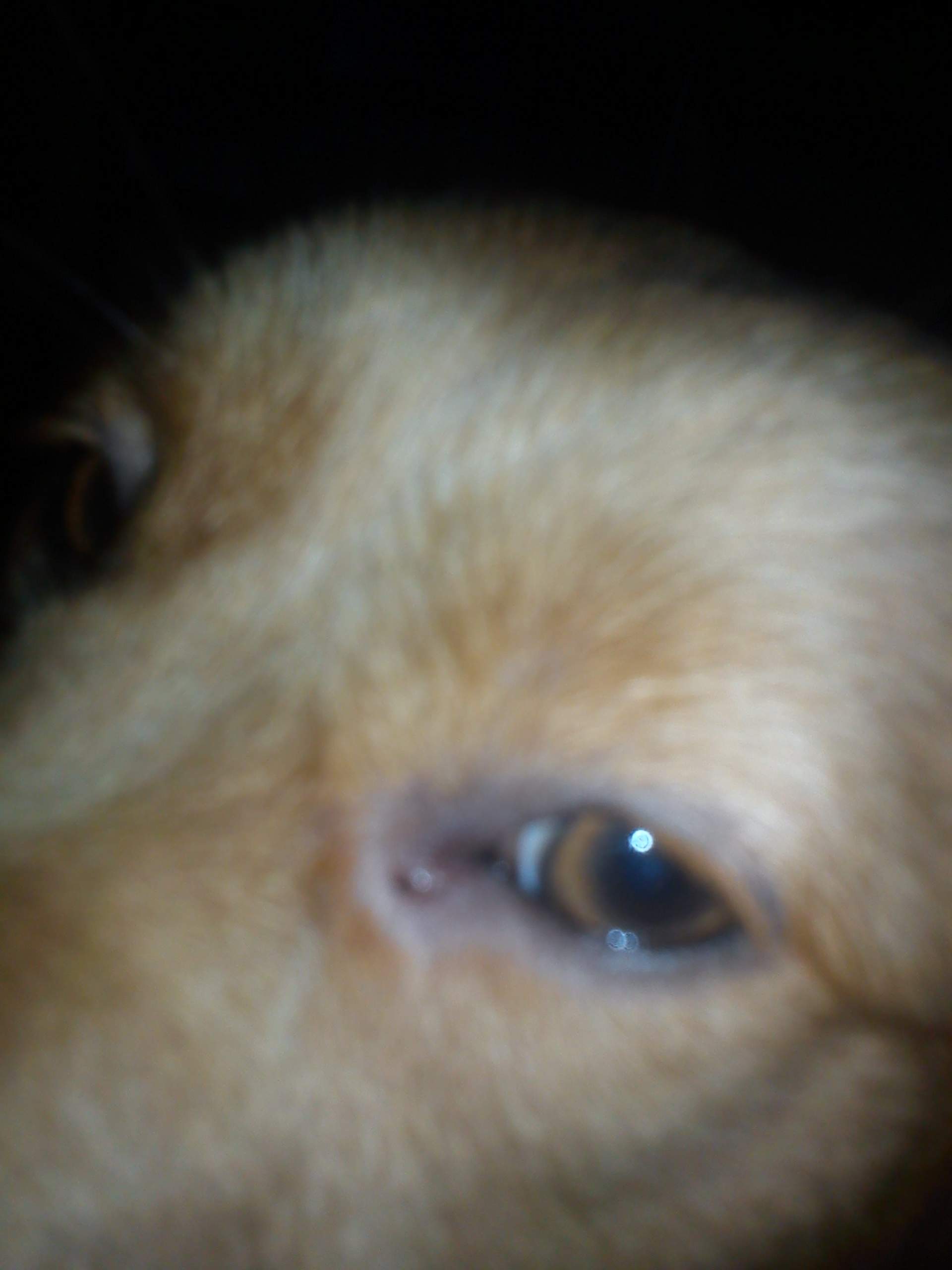 Hund verliert Haare um die Augen!