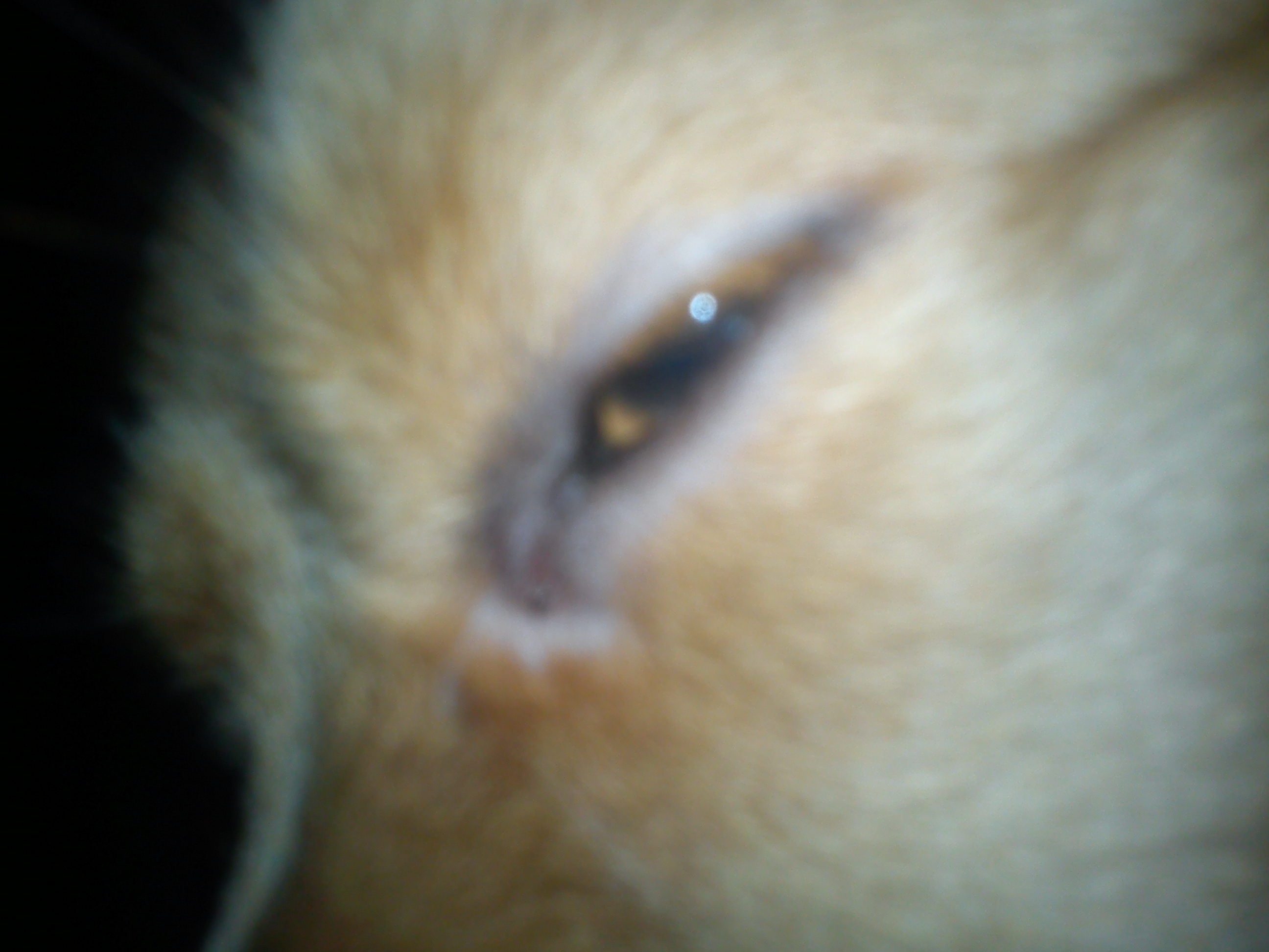 Hund verliert Haare um die Augen!