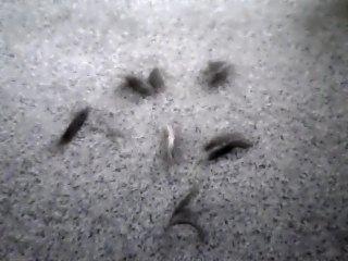 hund verliert haare was tun