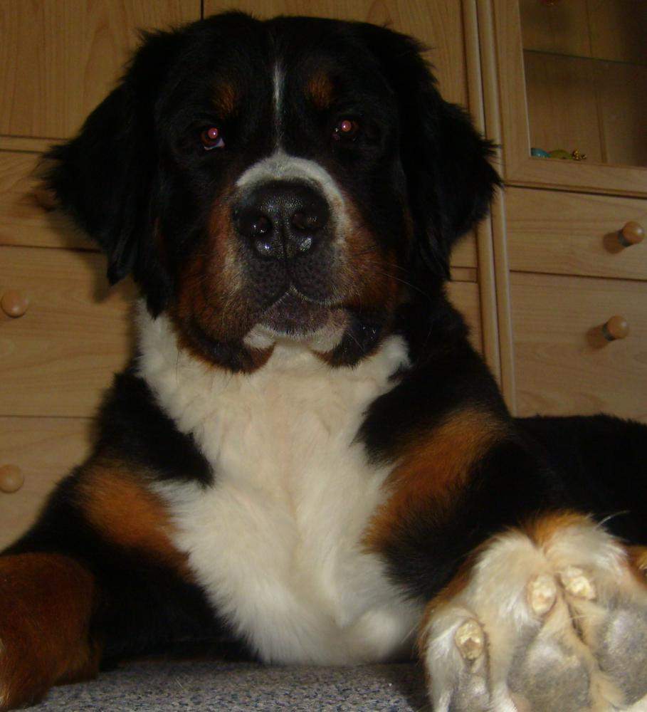 Hund verliert haare, was tun?