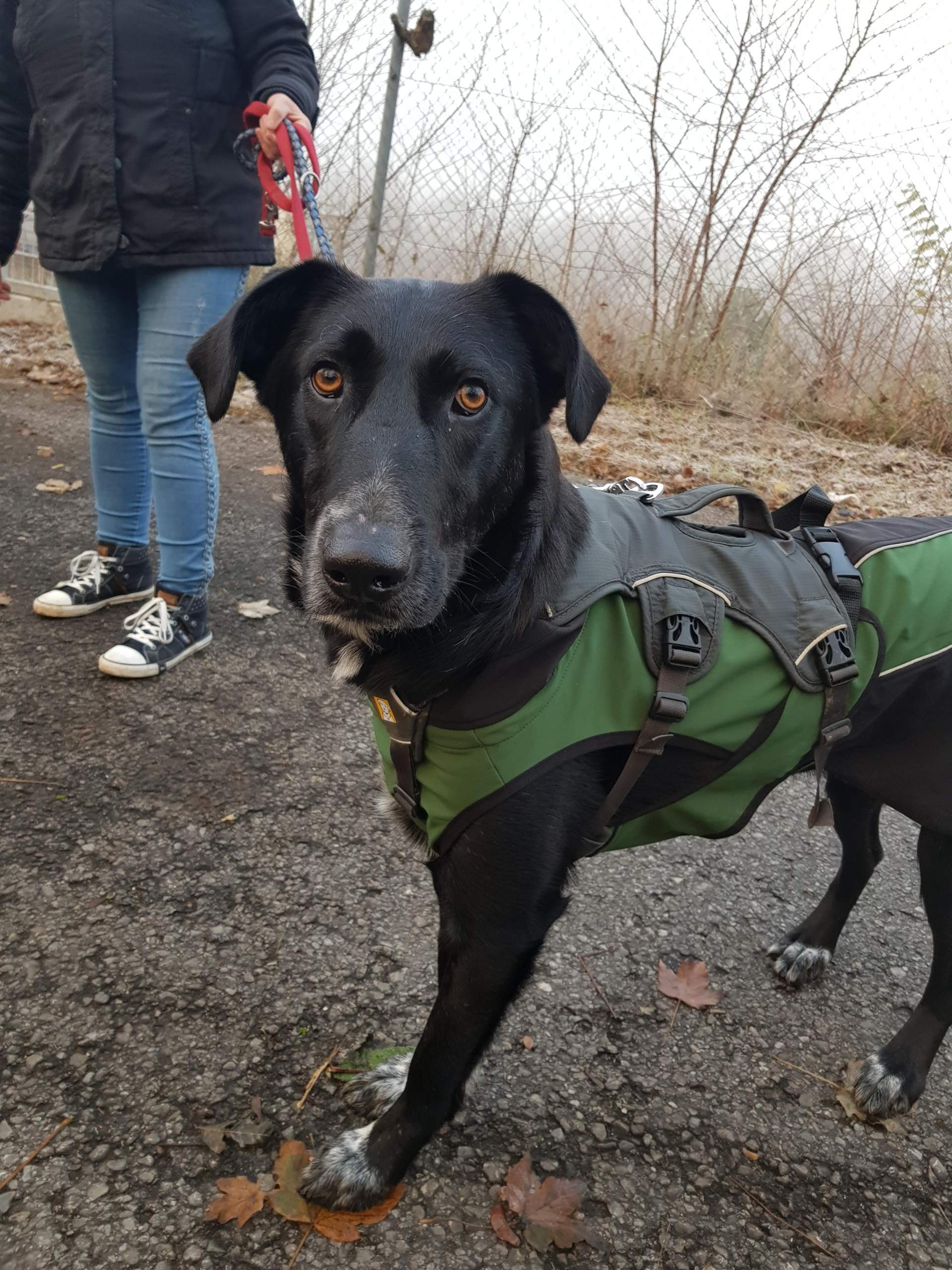 Problemhund vom Tierschutz, Verein hilft nicht, was tun? (Recht)