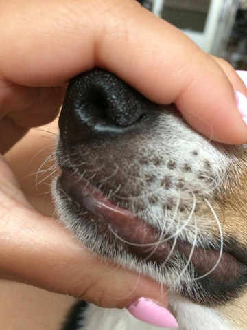 hund von biene gestochen lefze hangt nun runter gesundheit tierarzt welpen