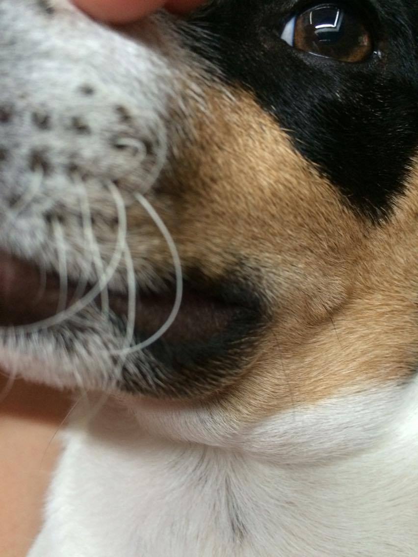 Hund von Biene gestochen, Lefze hängt nun runter? (Gesundheit, Tierarzt