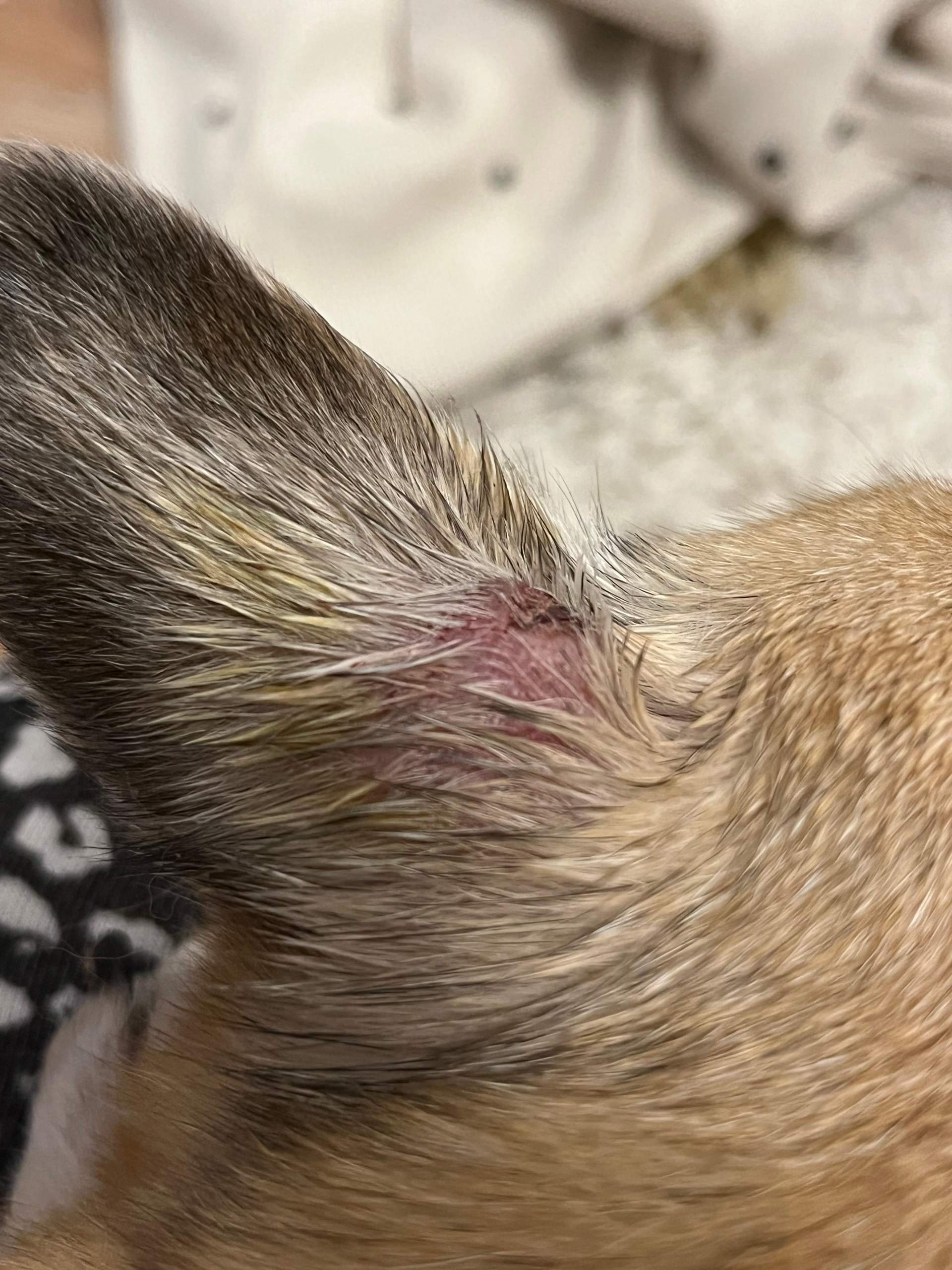 Hautkrebs Katze Warze Oder Tumor