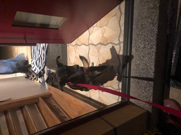 Hund Will Bei Regen Nicht Raus Und Klemmt Angstlich Die Rute Zwischen Den Beinen Ein Tierschutz Hundeerziehung Hundetraining