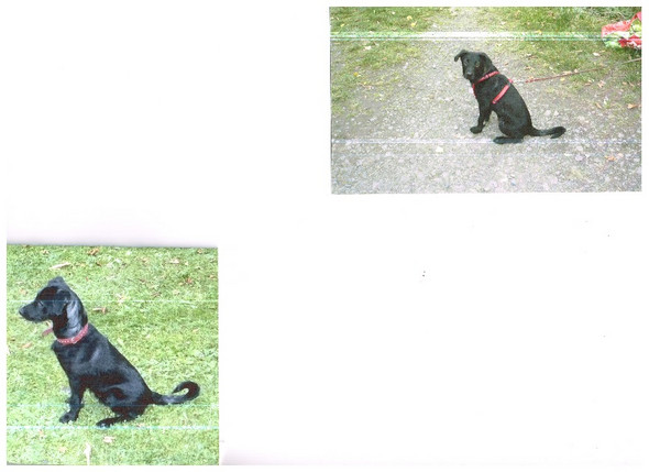 - (Tiere, Ernährung, Hund)
