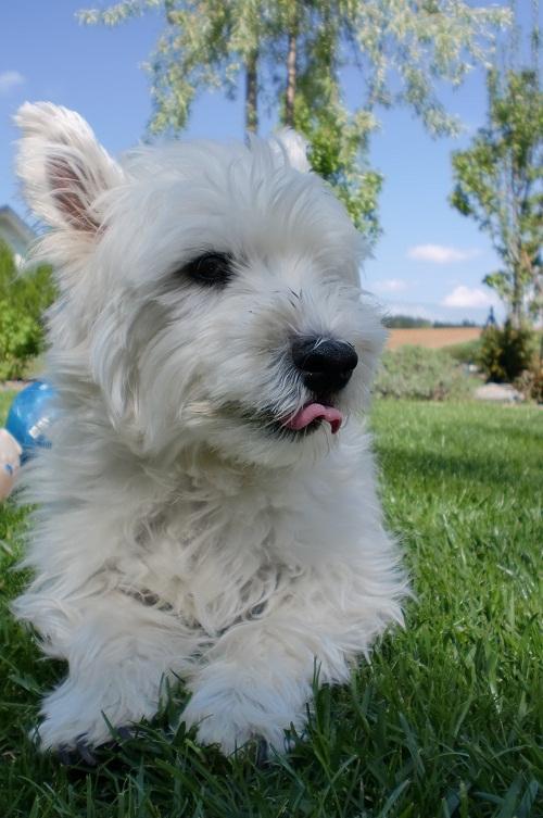 Hund zahnschmerzen? (Zähne, Hundefutter)