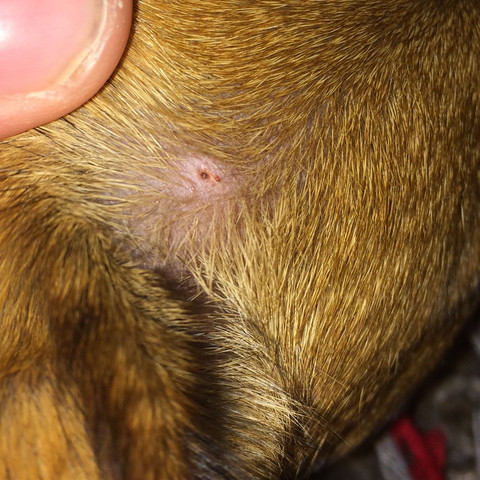 Zecke Die Meistgelesenen Fragen