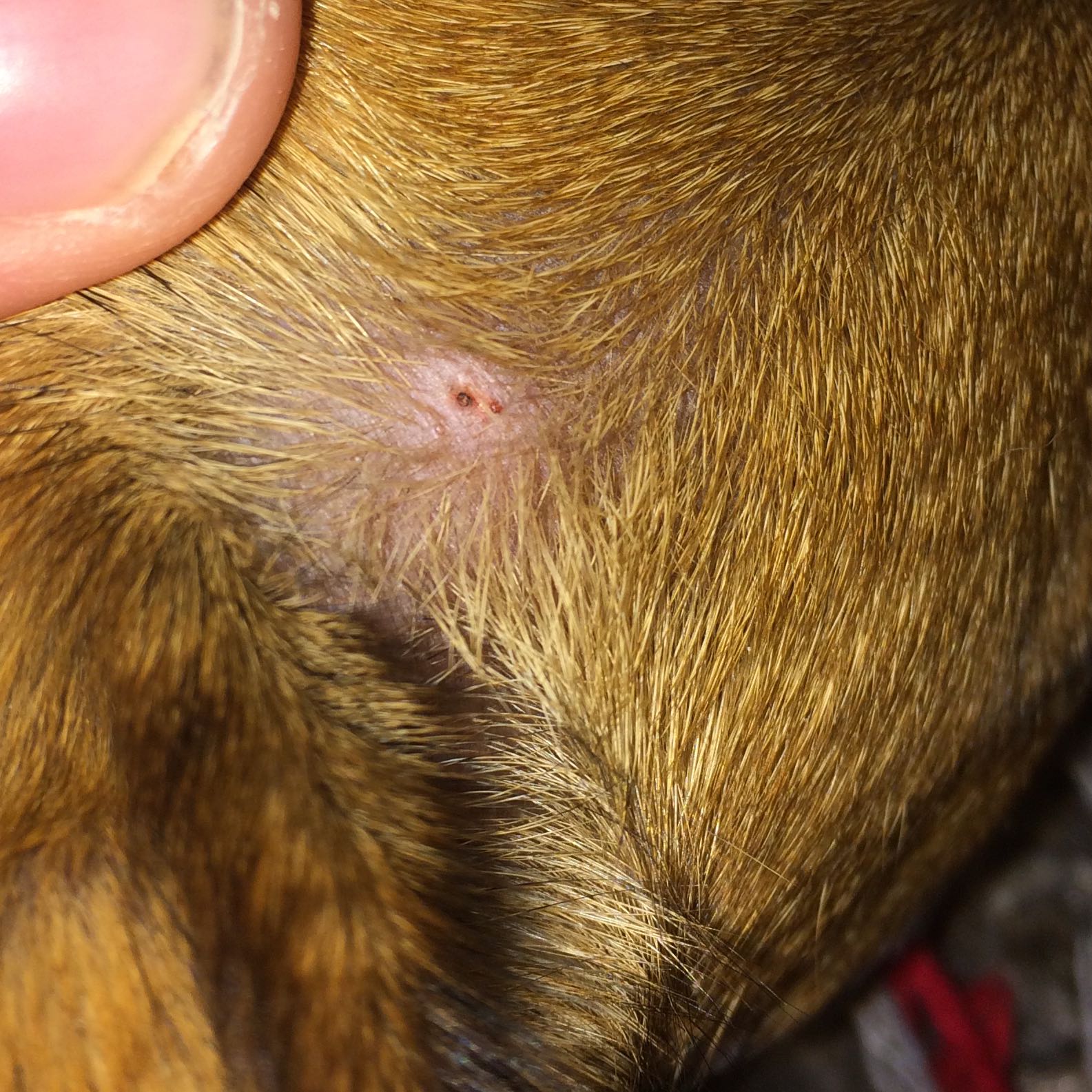hund zecke falsch entfernt angst tierarzt jack russell