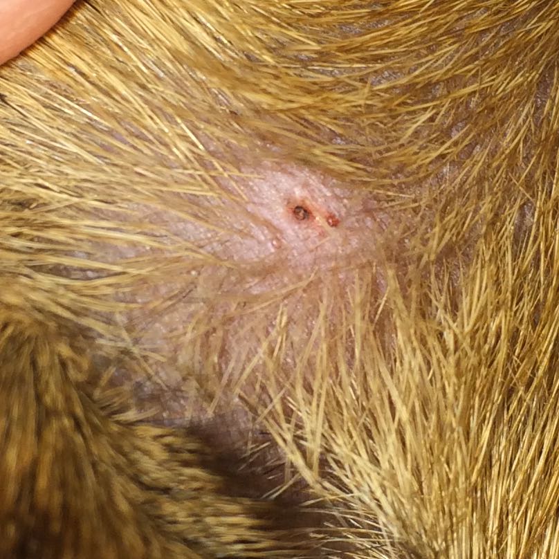 Hund zecke falsch entfernt? (Angst, Tierarzt, Jack Russell)