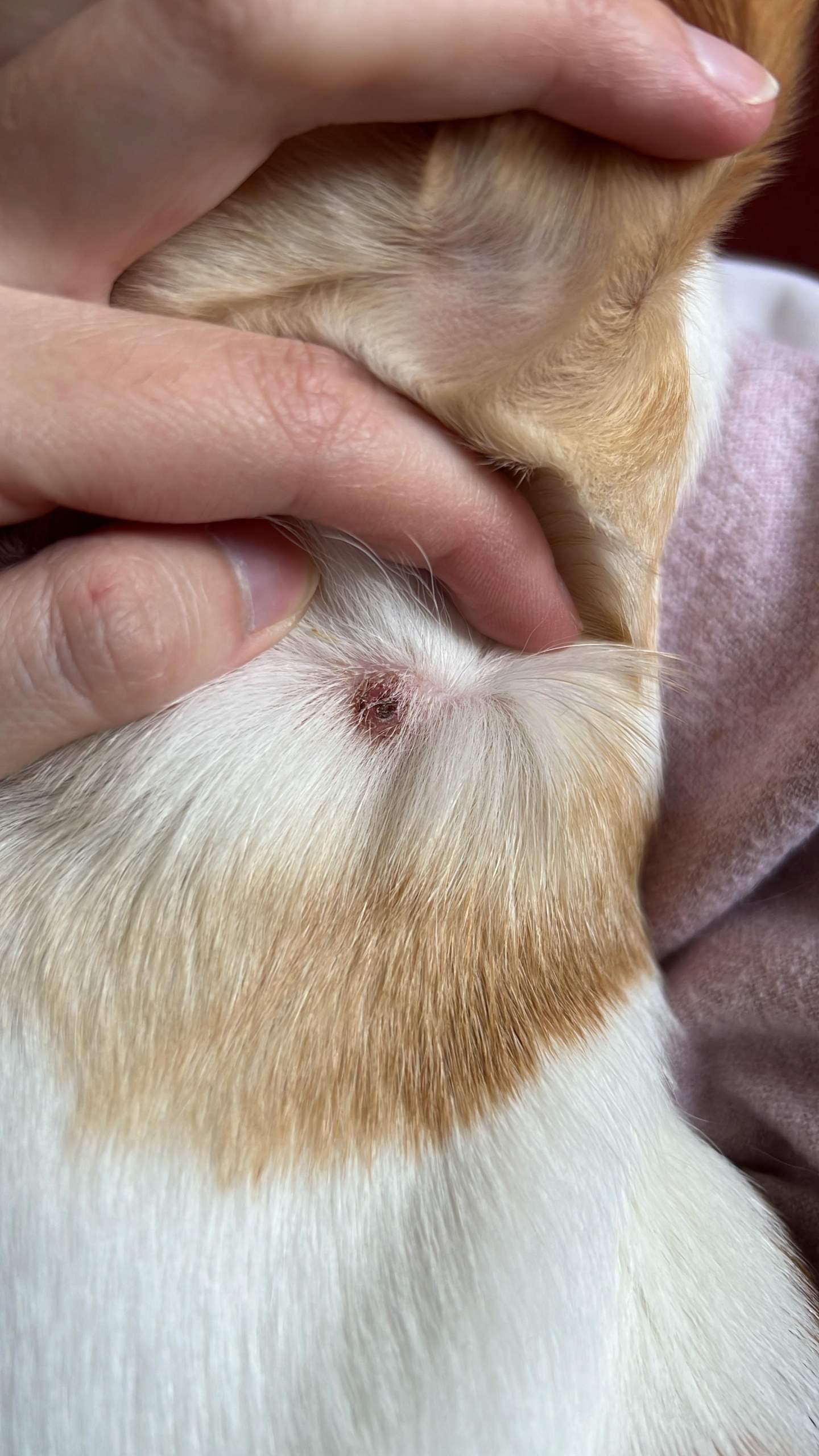 Hund Zeckenbiss Chihuahua? (Gesundheit, Tierarzt, Tiermedizin)