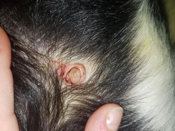 hund zitze angeschwollen zitzen