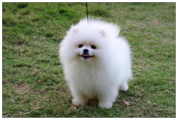 Hunde Namen Pomeranian