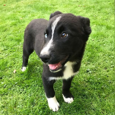 <— das ist sie ❤️ - (Hund, Welpen, Labrador)