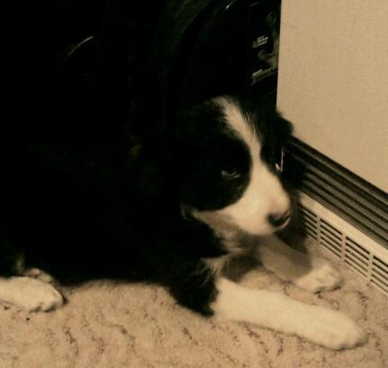Der Neue hund . - (Tiere, Hund, Ersatz)