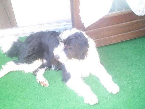 Der Verstobende :( - (Tiere, Hund, Ersatz)