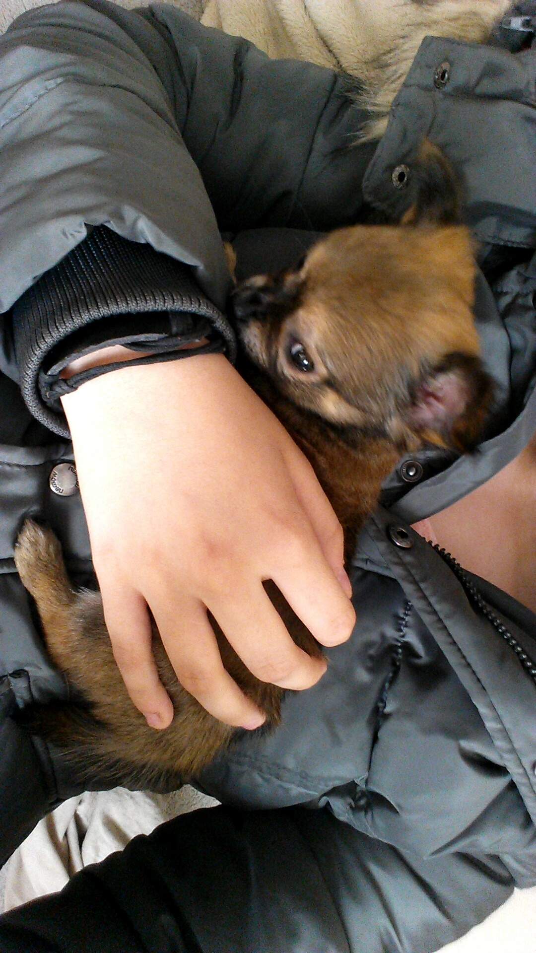 Hunde- und Ponyfarm Reitz... (Hund, Welpen)