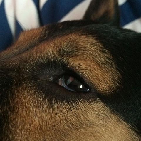 Was kann das sein? - (Hund, Haustiere, Tierarzt)