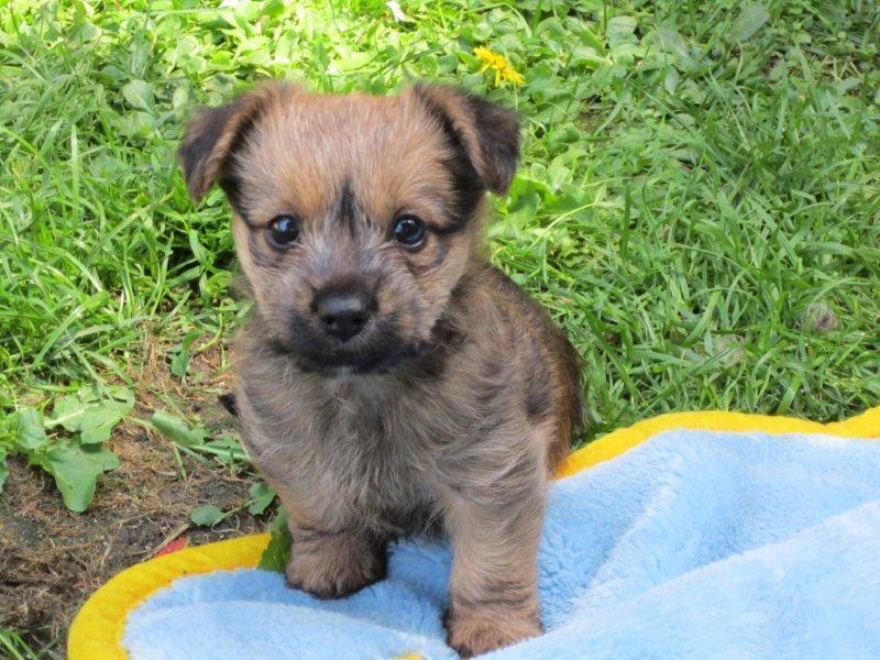 Was gibt es für Hunde die immer klein bleiben? (Hund, Mischling, kleine