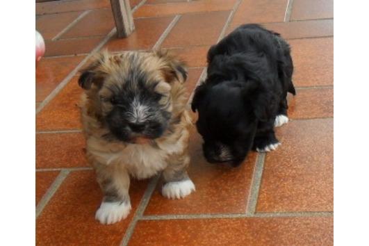 Was gibt es für Hunde die immer klein bleiben? (Hund, Mischling, kleine