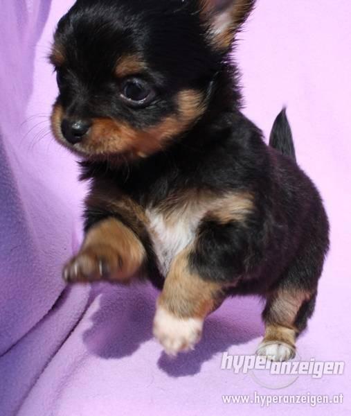 Was gibt es für Hunde die immer klein bleiben? (Hund, Mischling, kleine