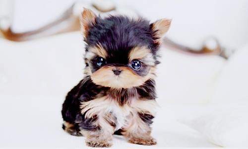 kleine hunde die klein bleiben