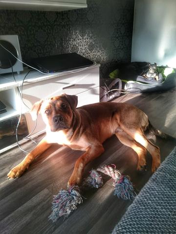 ...... - (Tiere, Hund, Tierarzt)