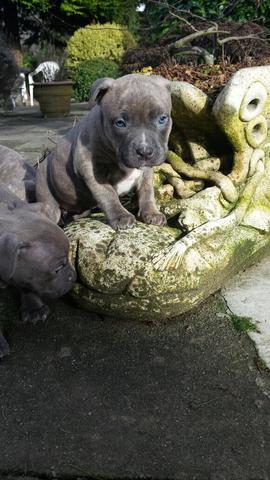 Hund - (Tiere, Hund, Name)