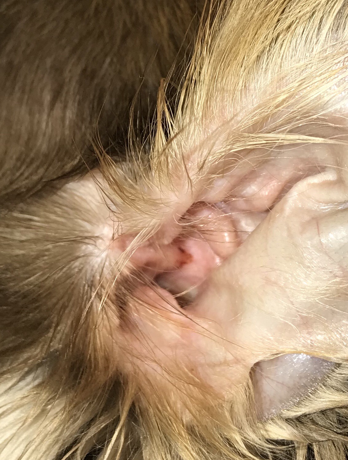 Hunde Ohr sieht so aus was könnte diese kleine blutige Stelle sein